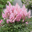 Astilbe Pink