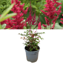 Astilbe Red Plant (2L Pot)