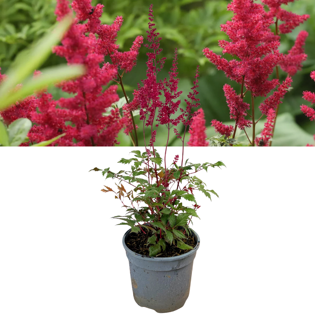 Astilbe Red – Perennial for Damp Shade (2L Pot)