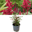 Astilbe Red