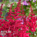 Astilbe Red Plant (2L Pot)