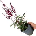 Astilbe Red Plant (2L Pot)