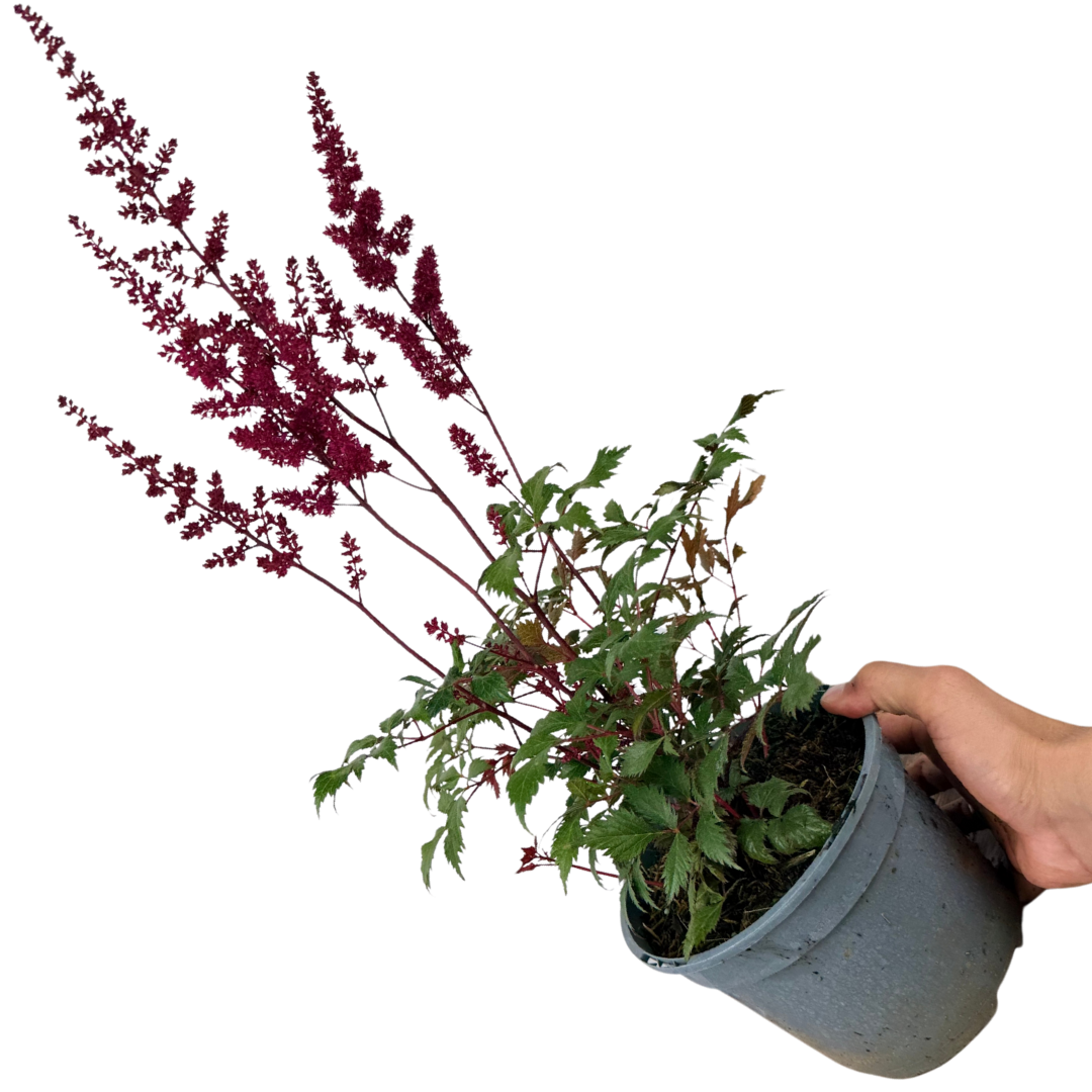 Astilbe Red – Perennial for Damp Shade (2L Pot)