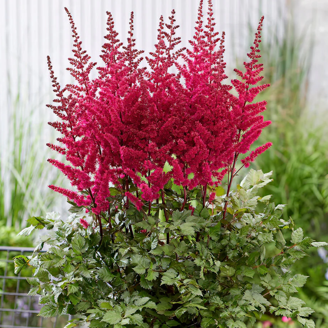Astilbe Red – Perennial for Damp Shade (2L Pot)