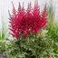 Astilbe Red