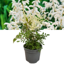 Astilbe White Plant (2L Pot)