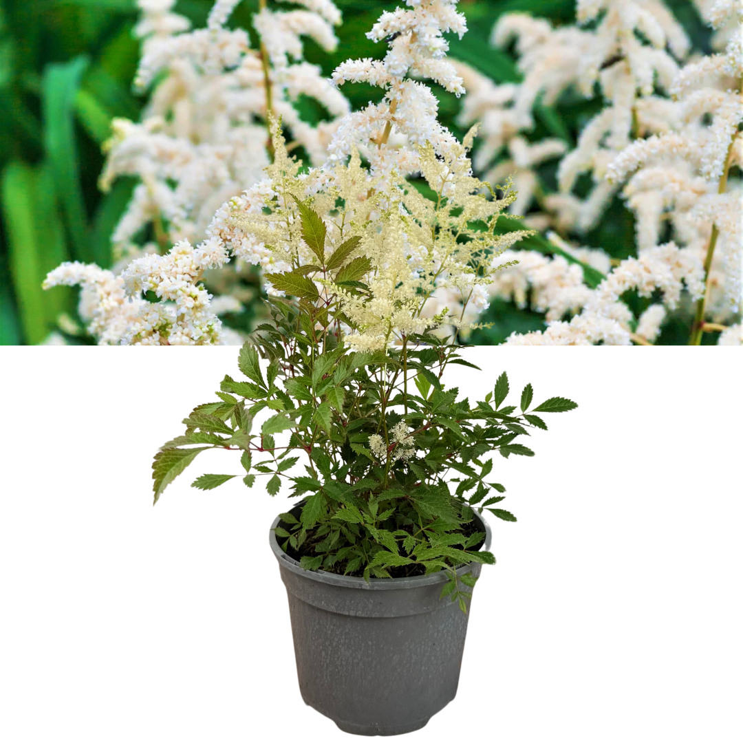Astilbe White – Perennial for Damp Shade (2L Pot)