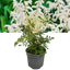 Astilbe White