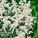 Astilbe White Plant (2L Pot)