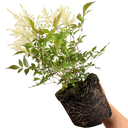 Astilbe White Plant (2L Pot)