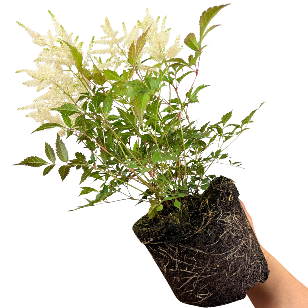 Astilbe White – Perennial for Damp Shade (2L Pot)