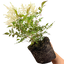Astilbe White