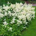 Astilbe White Plant (2L Pot)