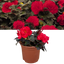 Begonia Mocca Cherry - 17cm