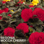 Begonia Mocca Cherry - 17cm