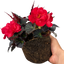 Begonia Mocca Cherry - 17cm