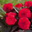 Begonia Mocca Cherry - 17cm