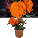 Begonia Mocca Deep Orange Plant (2L Pot)