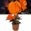 Begonia Mocca Deep Orange - 17cm