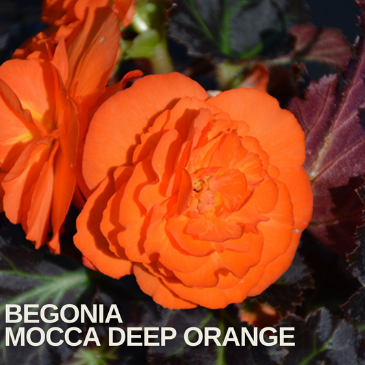 Double orange begonia flowers, rose-like and fully open, above bronze-purple leaves, name caption below