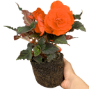 Begonia Mocca Deep Orange Plant (2L Pot)
