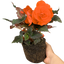Begonia Mocca Deep Orange - 17cm