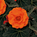 Begonia Mocca Deep Orange Plant (2L Pot)