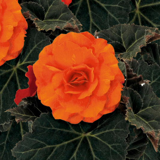 Begonia 'Mocca Deep Orange' – Dark-Leaved Tuberous Begonia (2L Pot)
