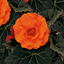 Begonia Mocca Deep Orange - 17cm