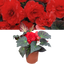 Begonia Mocca Scarlet - 17cm