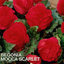 Begonia Mocca Scarlet - 17cm