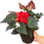 Begonia Mocca Scarlet - 17cm