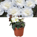 Begonia Mocca White Plant (2L Pot)