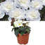 Begonia Mocca White - 17cm