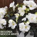 Begonia Mocca White Plant (2L Pot)