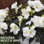 Begonia Mocca White - 17cm