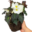Begonia Mocca White Plant (2L Pot)