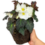 Begonia Mocca White - 17cm