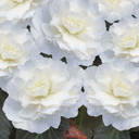 Begonia Mocca White Plant (2L Pot)