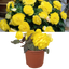 Begonia Mocca Yellow - 17cm