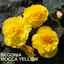 Begonia Mocca Yellow - 17cm