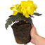 Begonia Mocca Yellow - 17cm