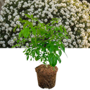 Choisya Ternata Plant