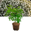 Choisya Ternata