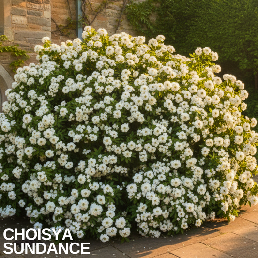 Choisya shrub smothered in clusters of small white star-shaped flowers over green foliage