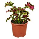17cm Plant