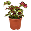 Coleus Mystical Rose - 17cm