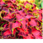 Coleus Mystical Rose - 17cm
