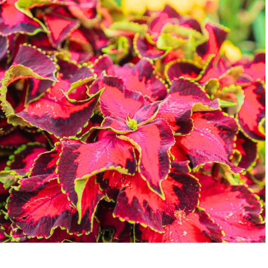 Coleus 'Mystical Rose' foliage, bright rose-red leaves with dark maroon centres and toothed lime edges