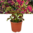 17cm Plant